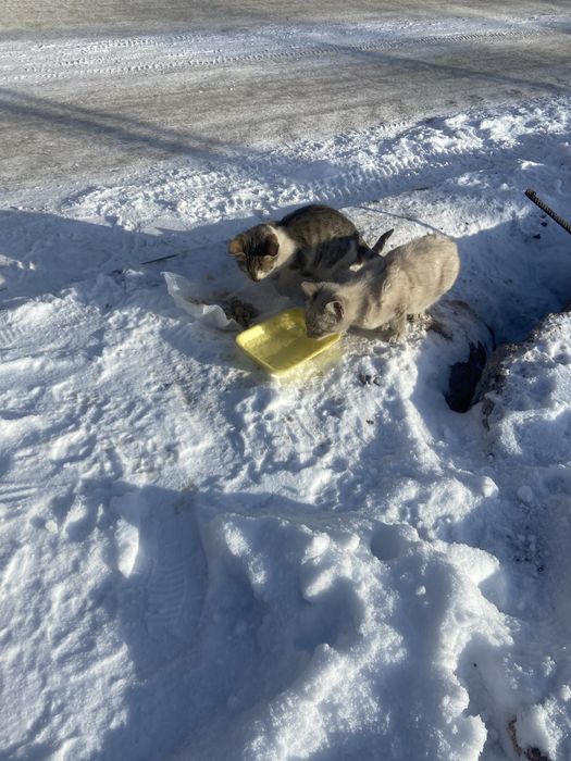 Котята ищут семью