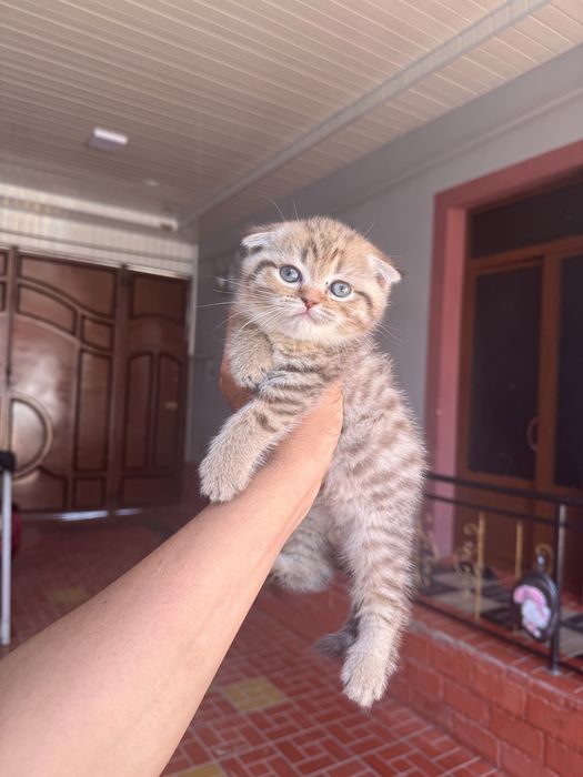 Sotiladi zalatoy shinshila otasi onasi fold