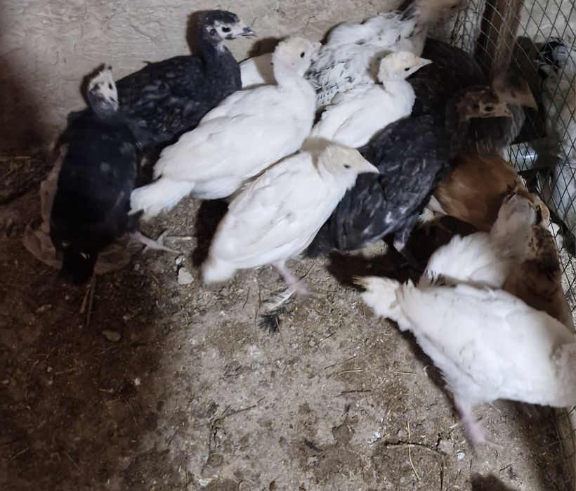 Курка жужалар 70 кундан ошган.индюк