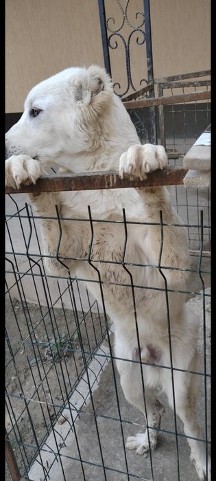 Алабай 8 месяцев