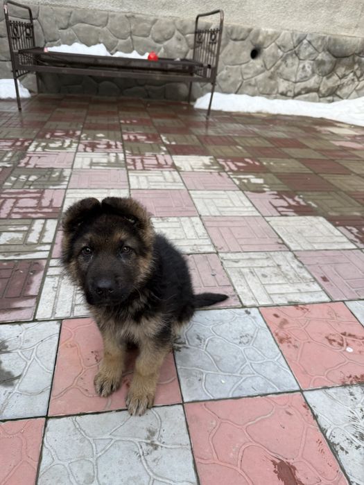 Продает авчарка.