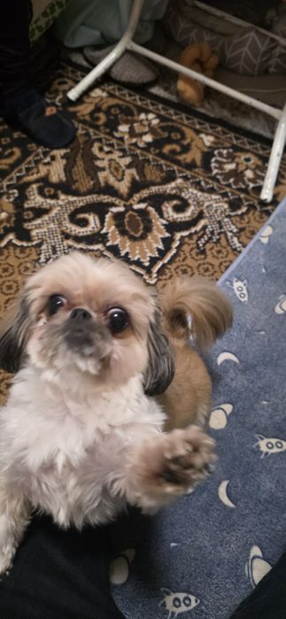 Donez o cățelușa Shih Tzu la o familie iubitoare