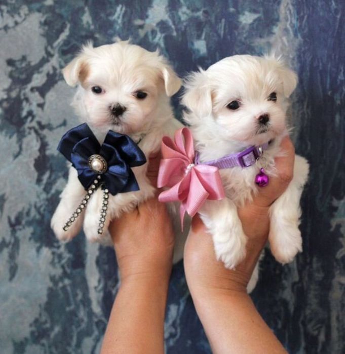 Мальтийскаая Балонка