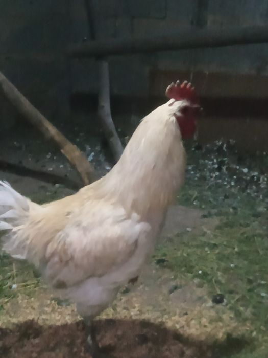 Петухи молодые красивые