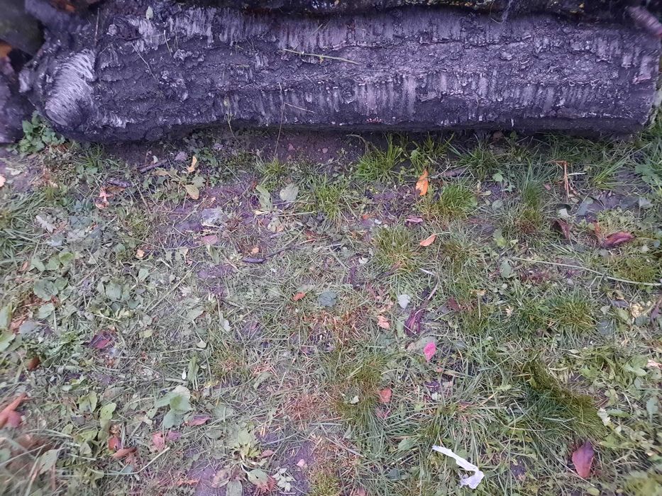 Trunchi cires negru si nuc