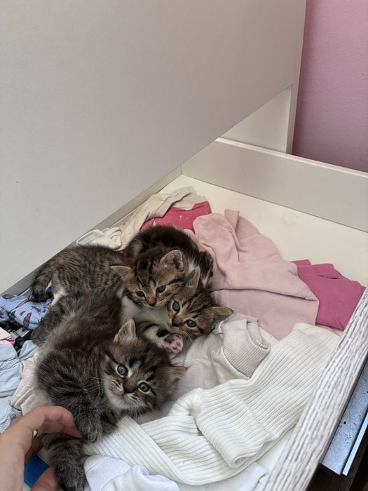 Подарявам котета