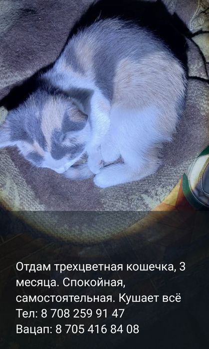 Отдам хороших котят в добрые руки