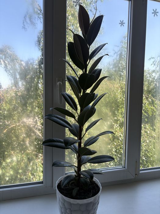 Продам фикус мелани