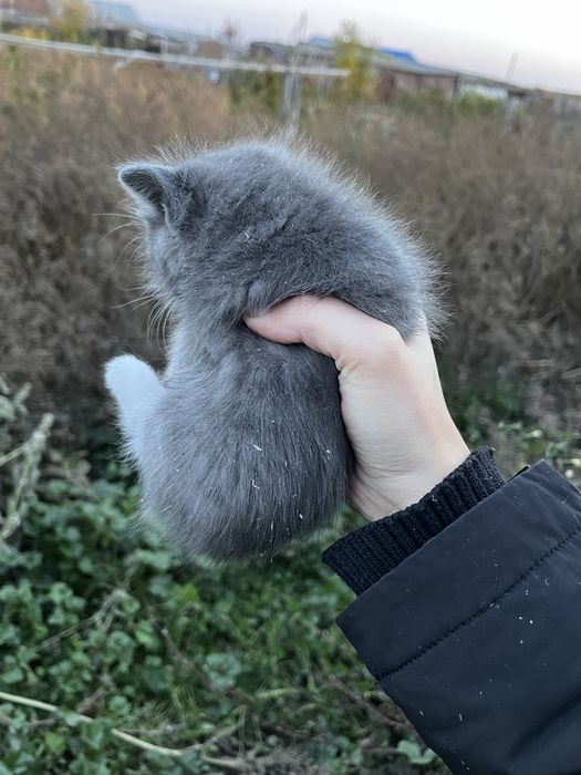 Котята бесплатно