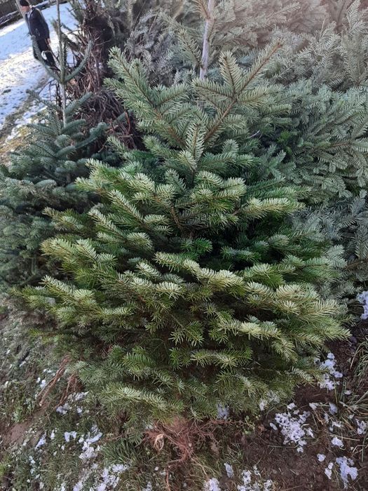 Vând brazi de Craciun sau pentru replantat din pepiniera proprie .
