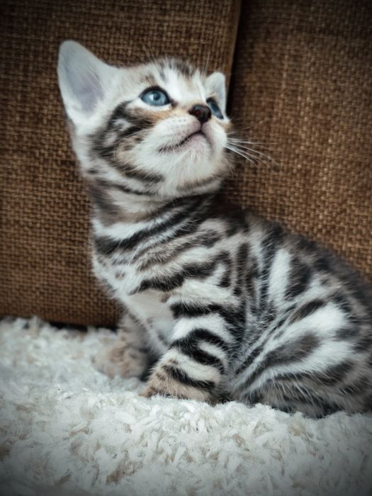 Бронь бенгальских котят