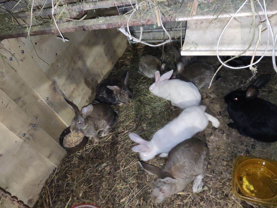 Кролики на продажу  Великан