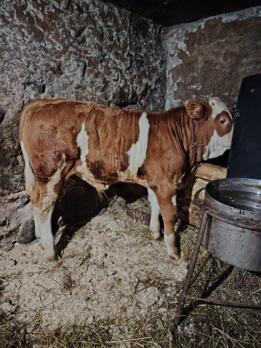 Tăuraș de vânzare