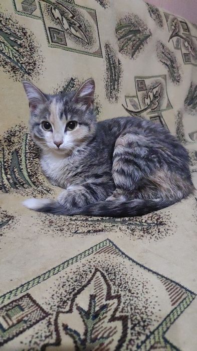 Котёнок трехцветка 4,5месяца