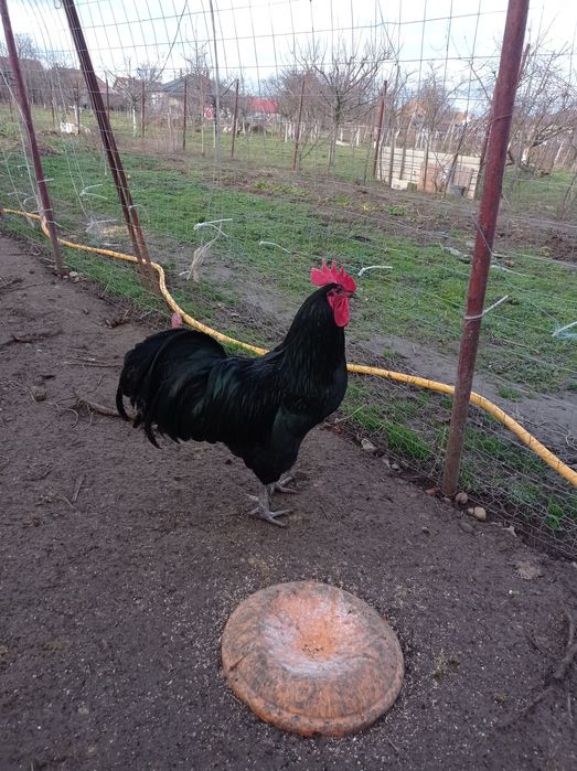 Vând cocoși austrolorp, Livada de Bihor?