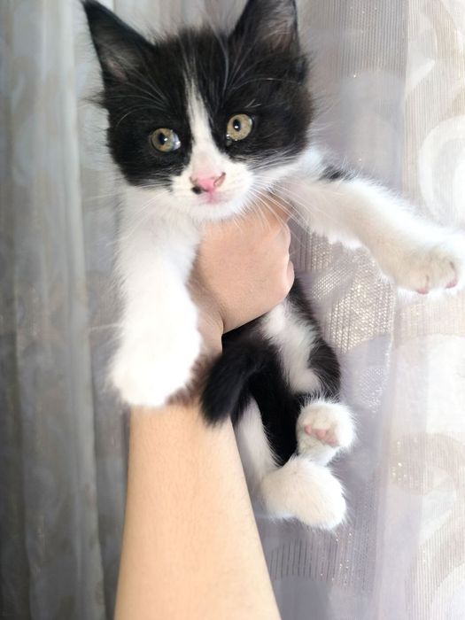 Красивый котёнок мальчик 2 месяца