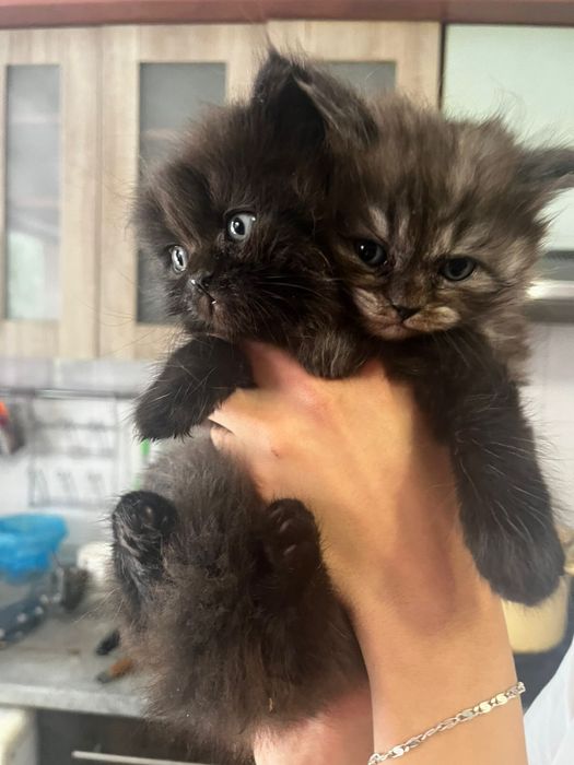 Отдам котят мама веслоухая