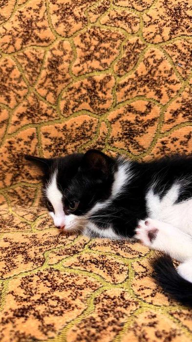 Отдам Котят даром