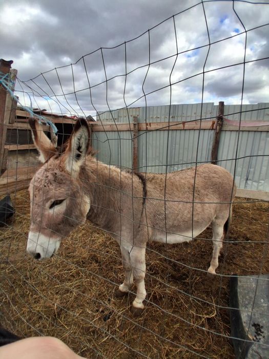 Vând măgar mai multe detalii la telefon