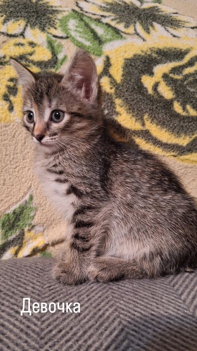 Отдам котят в добрые руки