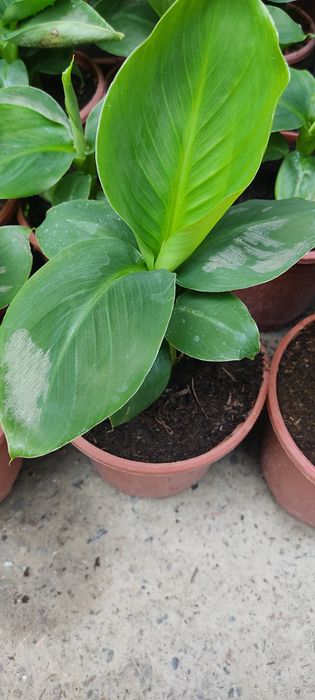 Саженцы сортового банана