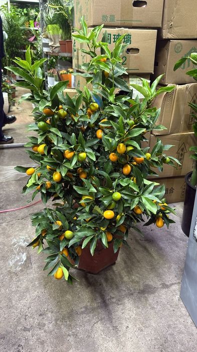 Продам мандаринов дерево