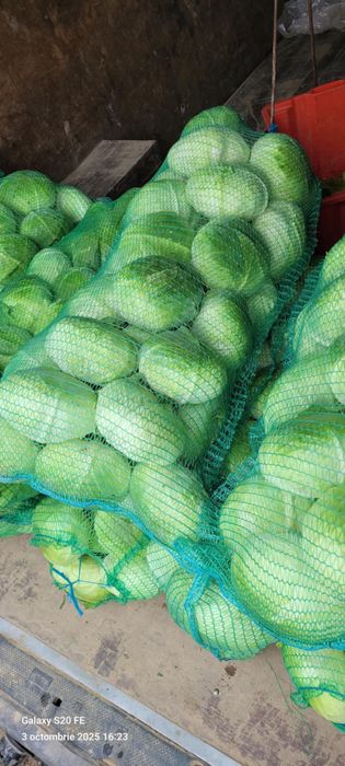 Vândă varză, green lunar