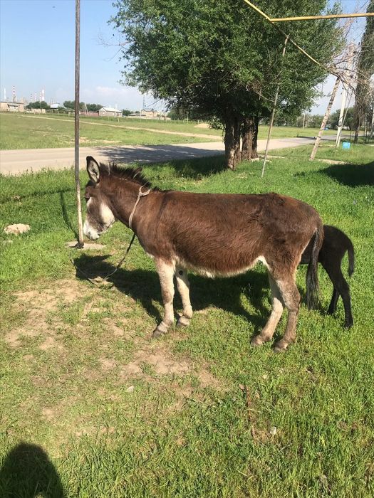 Ешек сатылады или обмен