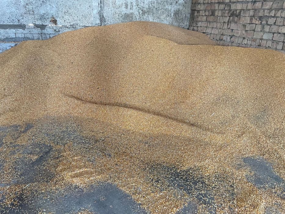 Кукуруза в зерне