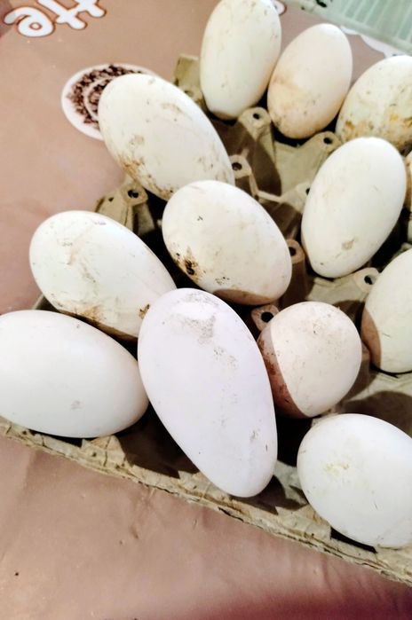 Ouă de gâscă românească