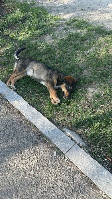 Помесь таксы в добрые руки