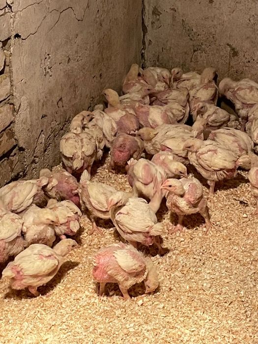Продам курей и цыплят