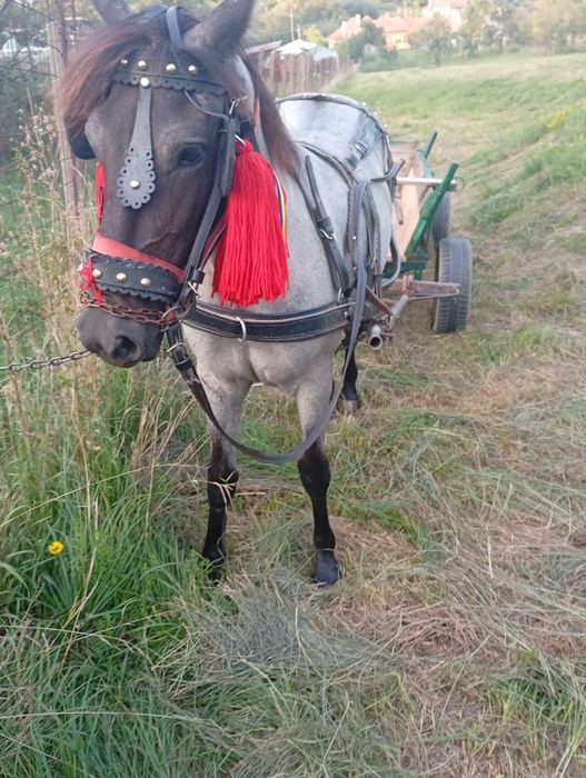Vând mânză de 11 luni