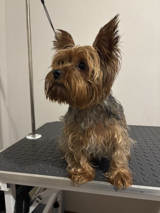 Груминг собак и кошек