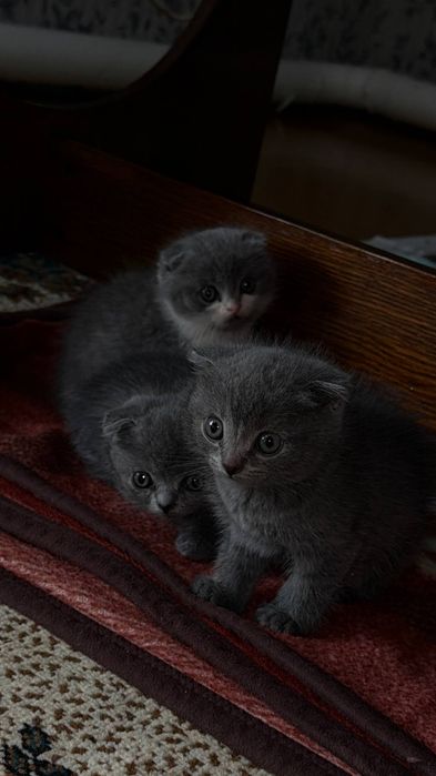 Продаются котятки Scottish-Fold