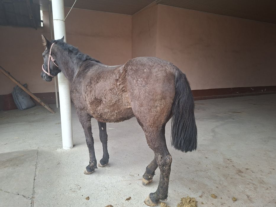 Байтал   сатылады