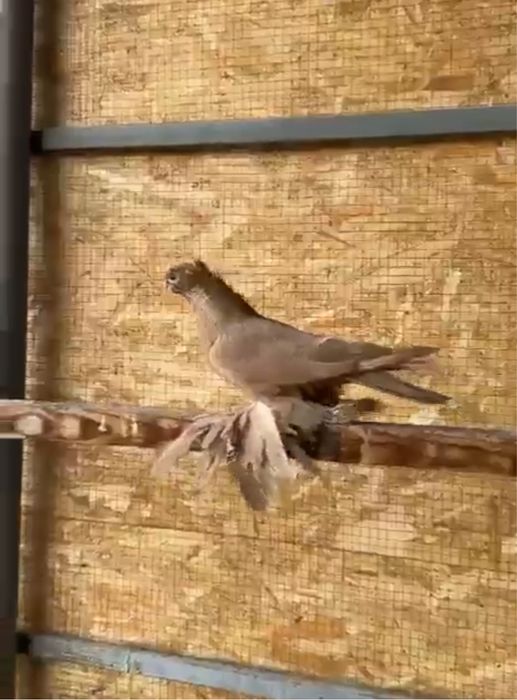 Голуби на продажу