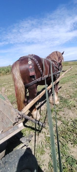 De vânzare armăsar de 7 ani