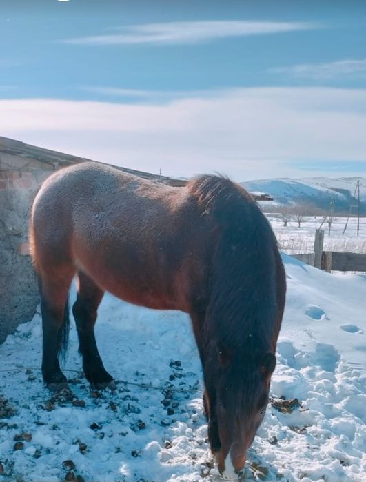 Жуас ат , журиси жаксы
