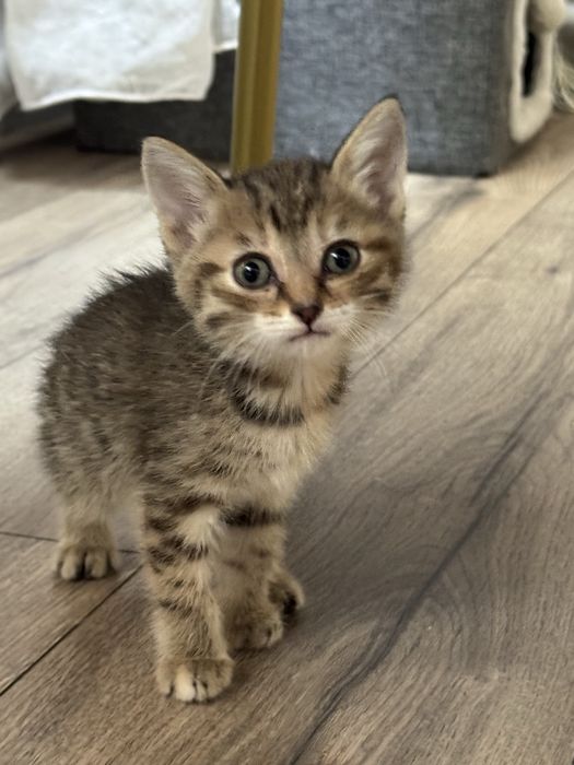 Отдам Котят в хорошие руки