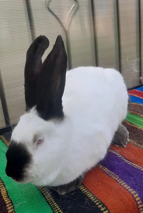 Femelă Uriaș de Transilvania