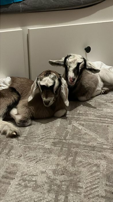 Козлята породистые девочки и мальчики (козочки и козлики)