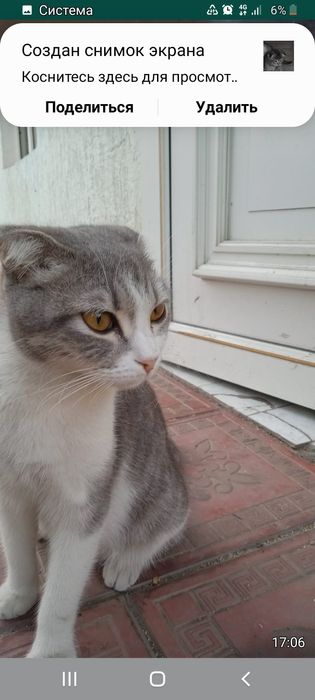 Веслоухи  три мальчика и девочку