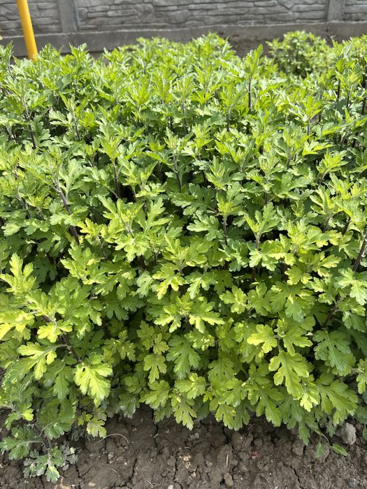 Хризантемы уличные