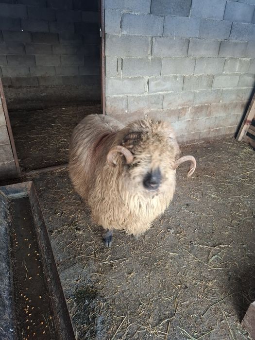 Vând oi țurcane 5 oi si un berbec bucalau