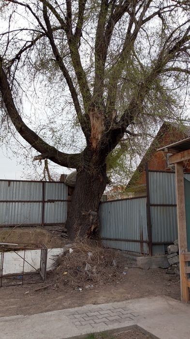 Дерево Карагаш бесплатно