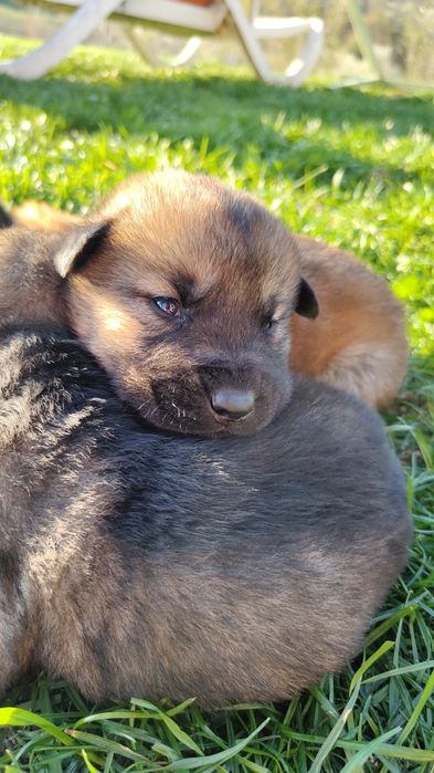 Donez căței de talie medie