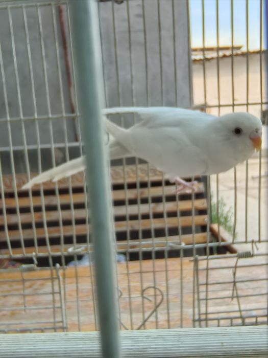 Valnistiy albinos oq