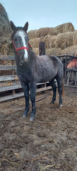 Продам жеребец .