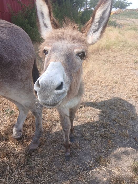 Animale magarii de vanzare femele